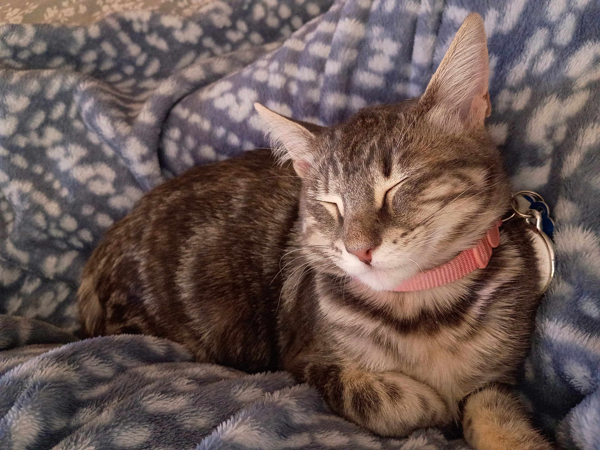 Gigi Lee Bean joined the competition — help win amazing prizes! cat, tabby, sleeping, collar, pet, animal, feline, cozy, blanket, pattern, soft, resting, cute, fur, whiskers, domestic_animal, indoor, relaxed, closeup, comfort