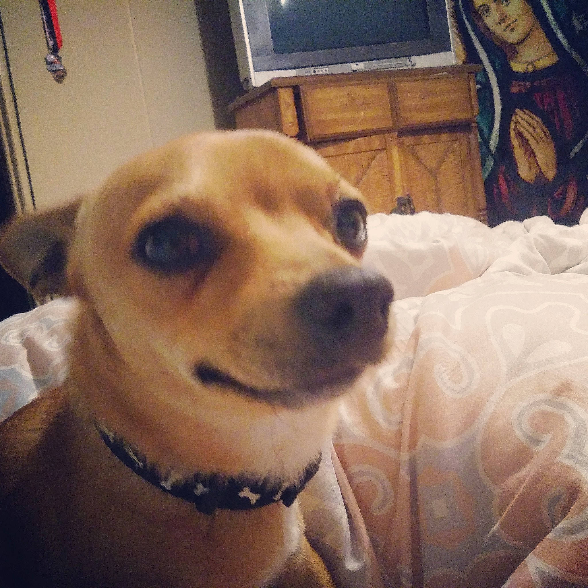 Taco is registered to the contest to win money with this photo: carnivore, collar, comfort, companion_dog, dog, dog_breed, dog_collar, ear, eye, eyewear, fawn, fur, head, jaw, nose, selfie, snout, television, whiskers, working_animal