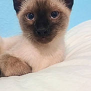 Loki is registered to the contest to win money with this photo: siamese_kitten, cat, kitten, blue_eyes, fur, whiskers, ears, pet, animal, cute, domestic_cat, closeup, portrait, indoor, soft, resting, young, feline, white_surface, blue_background