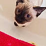cat, siamese, pet, animal, bathtub, curious, indoor, fur, ears, whiskers, closeup, looking_up, red_towel, domestic, cute, kitten, playful, white_background, floor, tail