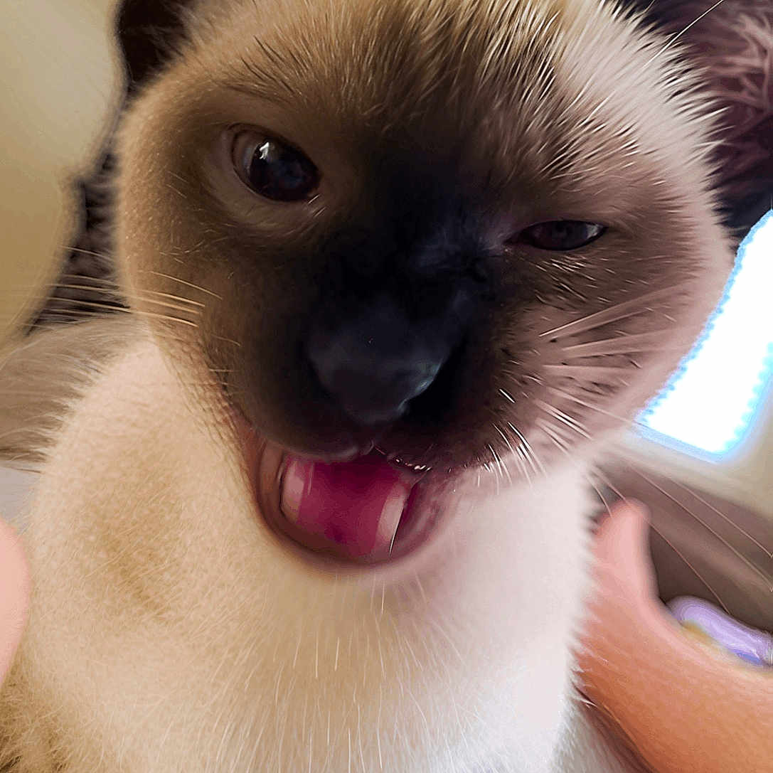Loki