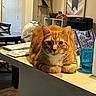 animal, cat, chair, curious, domestic, fruit, furniture, glass, home_interior, indoor, kitchen_counter, orange_tabby, pet, portrait, relaxed, shelf, table, trash_bag, window_blinds, wood_floor