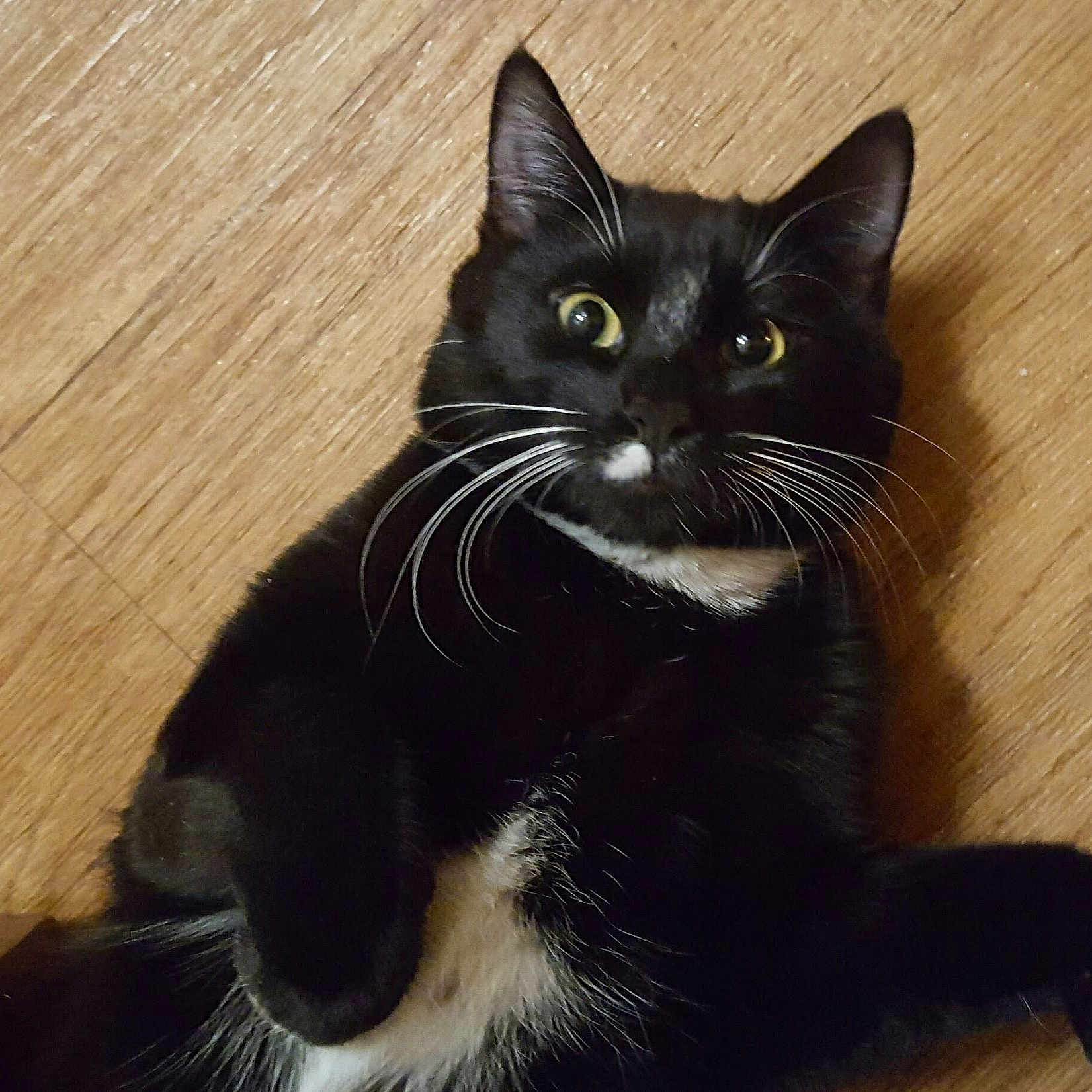 Gus joined the competition — help win amazing prizes! cat, black_and_white, whiskers, floor, wooden_floor, pet, animal, fur, lying_down, curious, wide_eyes, indoor, mammal, close_up, portrait, domestic_cat, feline, cute, playful, alert