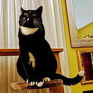 Gus is registered to the contest to win money with this photo: cat, tuxedo_cat, pet, indoor, curious, wide_eyes, whiskers, perch, furniture, mirror, reflection, yellow_wall, curtain, wood, tail, paws, animal, domestic, feline, cozy