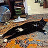 animal, black_and_white, books, cat, cozy, domestic, fan, floor, furniture, home, indoor, lying_down, patterned_rug, pet, relaxed, rug, shelf, water_dispenser, whiskers, wood_floor