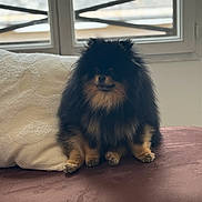 Ungaro a rejoint le concours — aidez-le/la à gagner de superbes lots ! animal, black, close_up, couch, dog, domestic_animal, fluffy, fur, home, indoor, natural_light, pet, pillow, pomeranian, portrait, relaxed, sitting, small_dog, tan, window