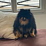 animal, black, close_up, couch, dog, domestic_animal, fluffy, fur, home, indoor, natural_light, pet, pillow, pomeranian, portrait, relaxed, sitting, small_dog, tan, window