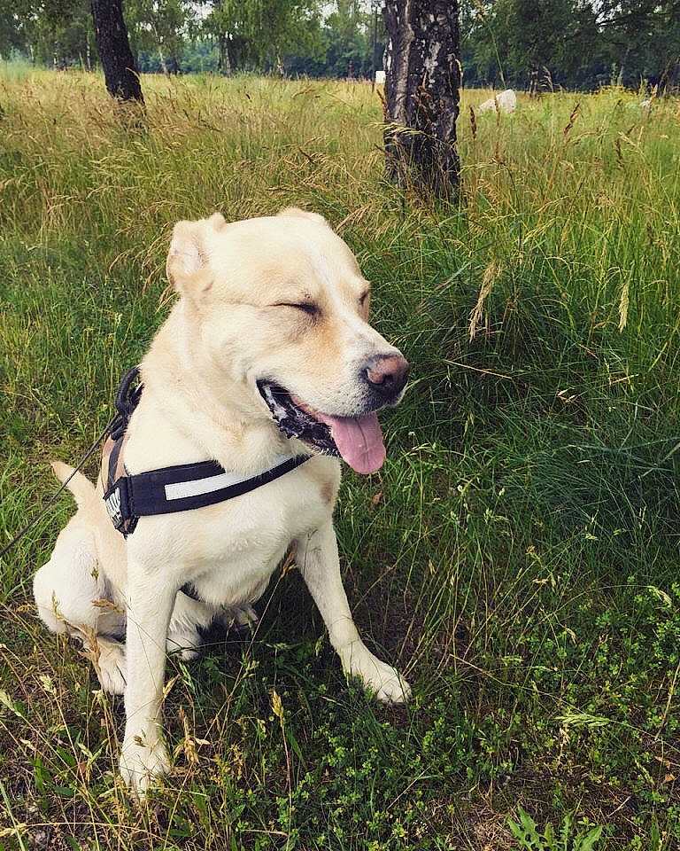 Patone  participe au concours pour gagner de l'argent avec cette photo : adventure, canidae, carnivore, companion_dog, dog, dog_breed, dogo_argentino, fawn, hunting_dog, labrador_retriever, mammal, non_sporting_group, pit_bull, retriever, sporting_group, vertebrate