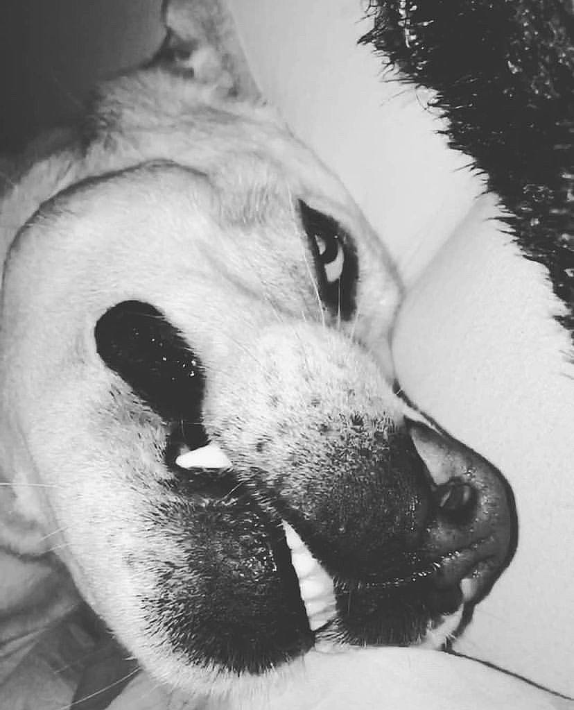 Patone  participe au concours pour gagner de l'argent avec cette photo : black_and_white, canidae, carnivore, companion_dog, dog, dog_breed, ear, fawn, fur, jaw, monochrome, monochrome_photography, non_sporting_group, paw, snout, sporting_group, stock_photography, style, whiskers, working_dog