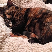 Rebel joined the competition — help win amazing prizes! cat, tortoiseshell, sleeping, cozy, blanket, fluffy, pet, fur, resting, cute, animal, domestic, mammal, whiskers, paw, relaxing, indoor, comfort, feline, nap
