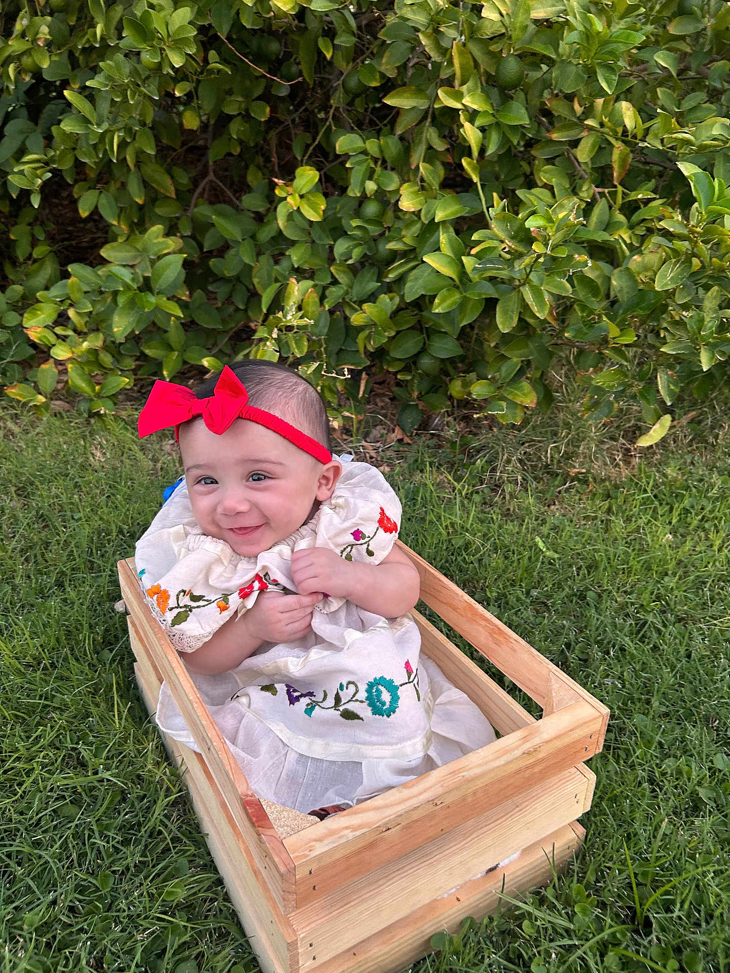 Camila joined the competition — help win amazing prizes! baby, child, smile, red_bow, headband, embroidered_dress, wooden_crate, grass, greenery, outdoor, happy, cute, sitting, nature, foliage, portrait, infant, playful, sunlight, garden