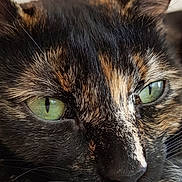 Yuki a rejoint le concours — aidez-le/la à gagner de superbes lots ! cat, tortoiseshell, close_up, green_eyes, fur, whiskers, pet, animal, resting, face, portrait, soft_surface, sleepy, cute, domestic_cat, feline, relaxed, indoor, detailed, natural_light