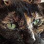 cat, tortoiseshell, close_up, green_eyes, fur, whiskers, pet, animal, resting, face, portrait, soft_surface, sleepy, cute, domestic_cat, feline, relaxed, indoor, detailed, natural_light