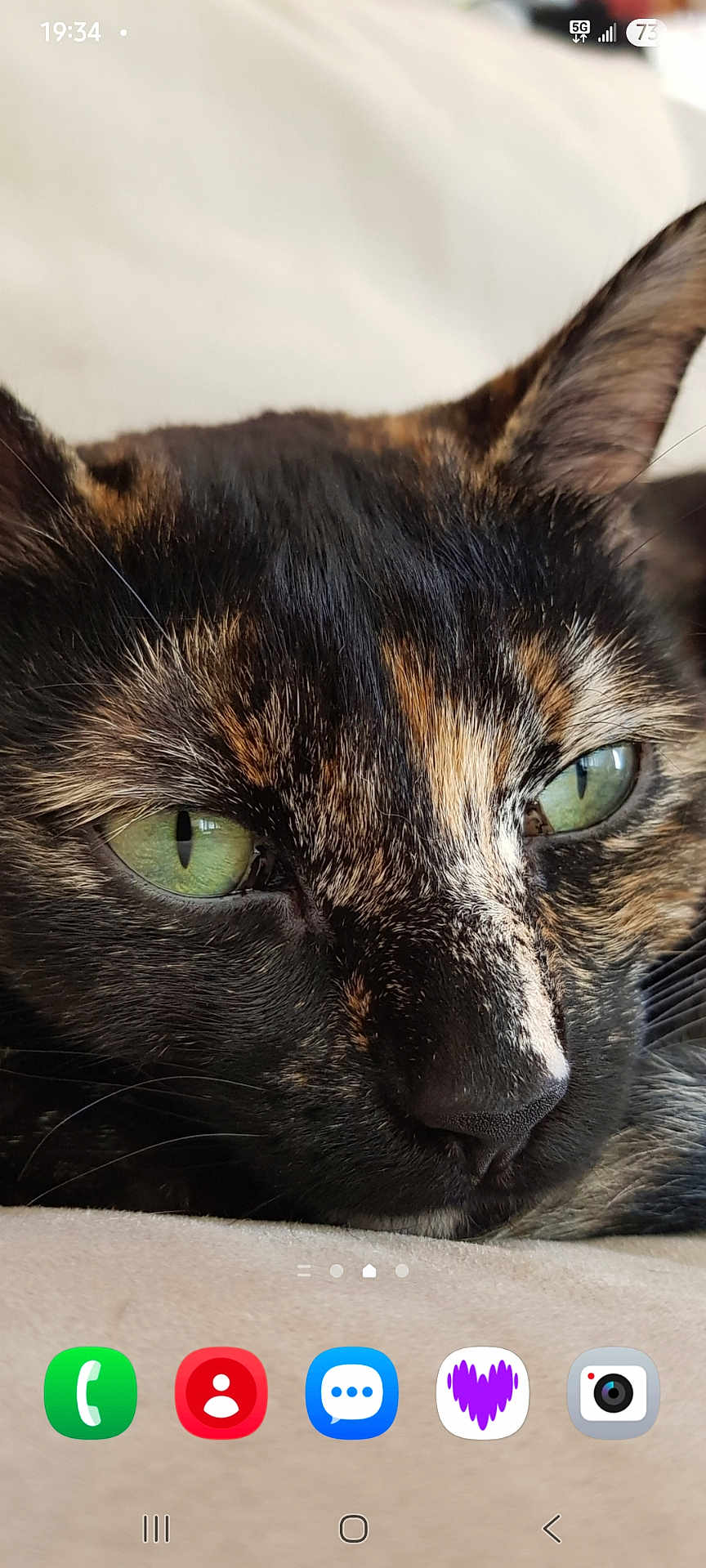 Yuki a rejoint le concours — aidez-le/la à gagner de superbes lots ! cat, tortoiseshell, close_up, green_eyes, fur, whiskers, pet, animal, resting, face, portrait, soft_surface, sleepy, cute, domestic_cat, feline, relaxed, indoor, detailed, natural_light