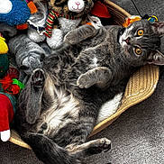 Ducky joined the competition — help win amazing prizes! cat, gray_cat, basket, stuffed_toys, plush, carpet, indoor, pet, relaxed, curious, yellow_eyes, feline, toy, cozy, fluffy, playful, cute, animal, paw, resting