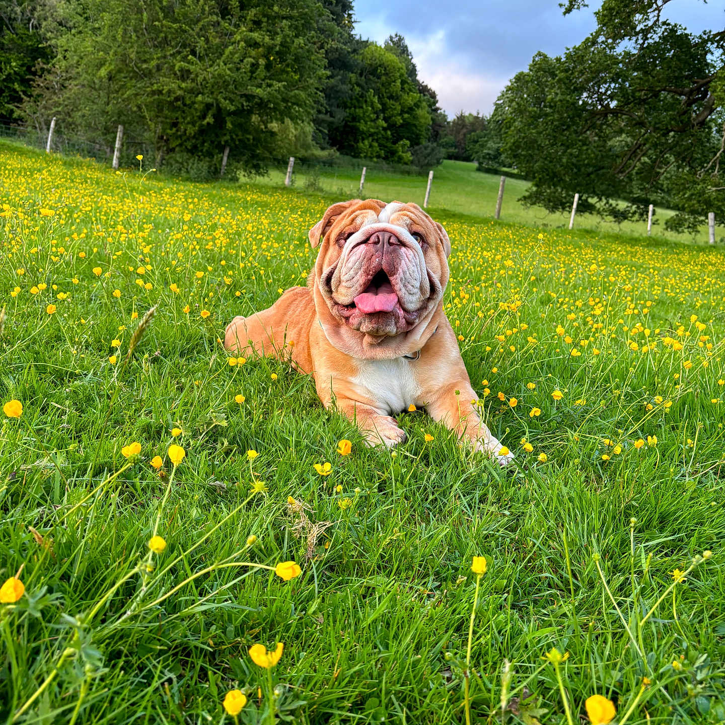Tank is registered to the contest to win money with this photo: animal, boxer, bulldog, canine, countryside, dog, farm, field, flower, frenchbulldog, grass, grassland, meadow, nature, outdoors, pasture, pet, pitbull, plant, rural