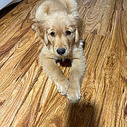 Cooper is registered to the contest to win money with this photo: golden_retriever, puppy, dog, wooden_floor, indoor, pet, animal, young, cute, fur, lying_down, looking_up, domestic_animal, mammal, companion, friendly, adorable, brown, flooring, canine
