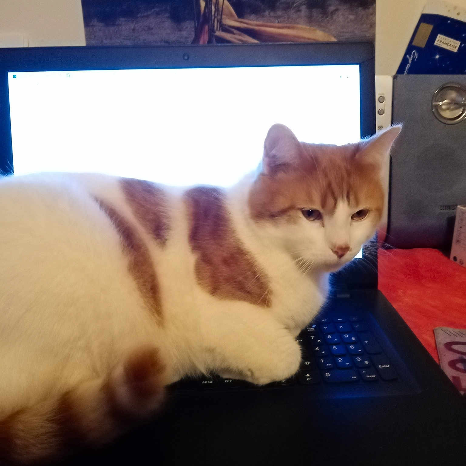 Rocky a rejoint le concours — aidez-le/la à gagner de superbes lots ! box, carnivore, cat, computer, computer_keyboard, computer_monitor, display_device, electronic_device, felidae, gadget, mammal, netbook, output_device, peripheral, rectangle, small_to_medium_sized_cats, snout, vertebrate, whiskers, wood