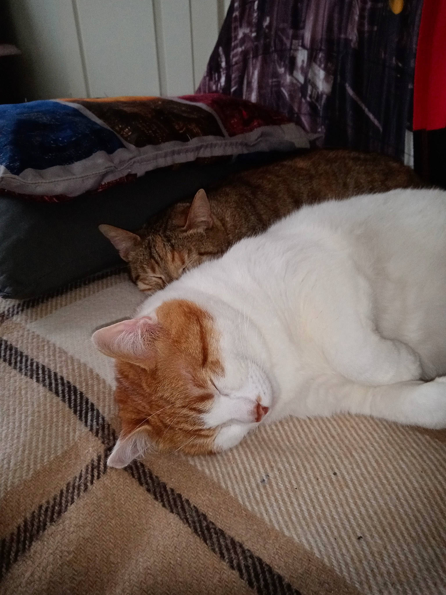 Rocky participe au concours pour gagner de l'argent avec cette photo : bed_sheet, bedding, carnivore, cat, comfort, couch, domestic_short_haired_cat, fawn, felidae, flooring, fur, linens, paw, pillow, room, small_to_medium_sized_cats, snout, tail, whiskers, wood