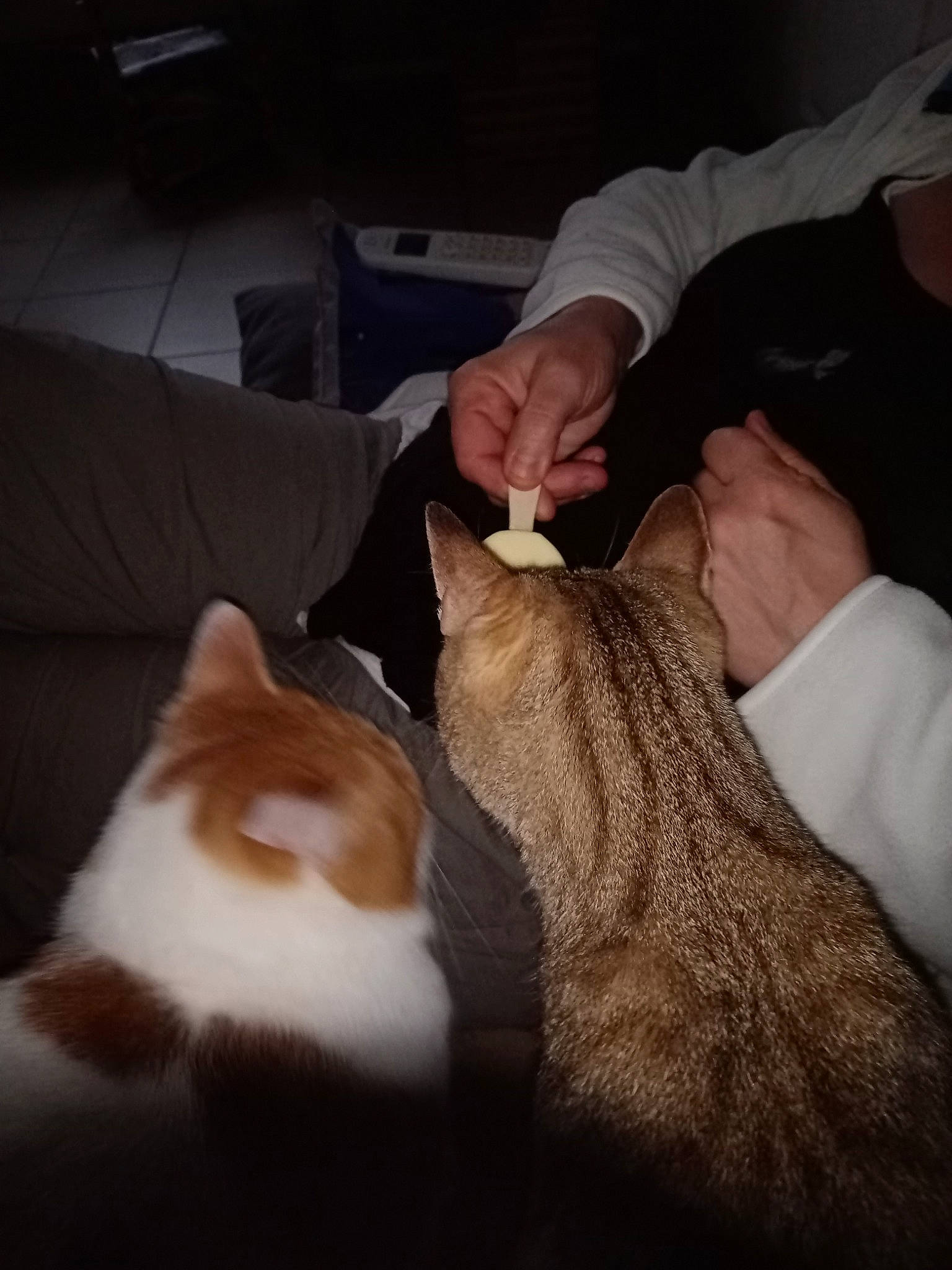 Rocky a rejoint le concours — aidez-le/la à gagner de superbes lots ! carnivore, cat, comfort, eye, fawn, felidae, finger, foot, gesture, hand, human_leg, lap, nail, small_to_medium_sized_cats, snout, tail, textile, thumb, whiskers, wrist