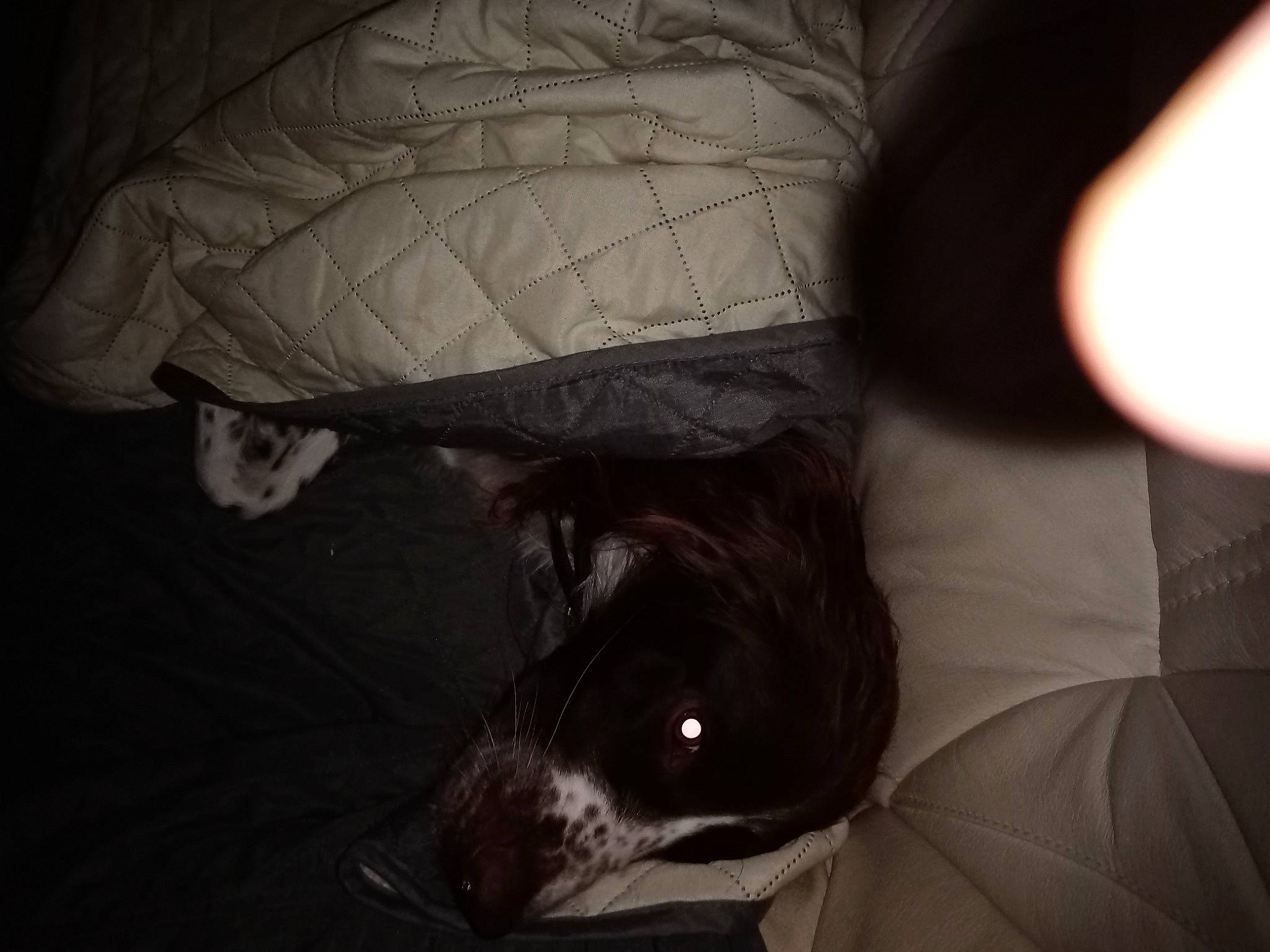 Racine participe au concours pour gagner de l'argent avec cette photo : comfort, darkness, dog_breed, elbow, felidae, fin, fish, human_leg, jaw, knee, marine_mammal, monochrome_photography, neck, room, shadow, snout, sporting_group, tail, tints_and_shades, whiskers