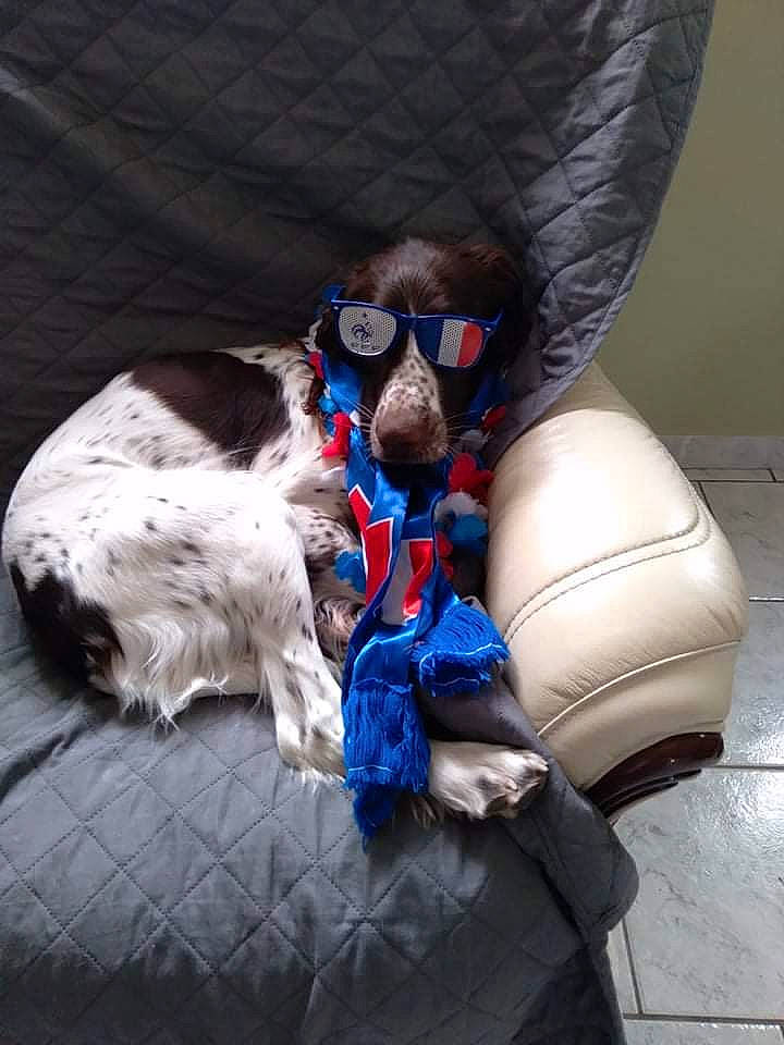 Racine participe au concours pour gagner de l'argent avec cette photo : audio_equipment, bag, carnivore, companion_dog, dog, dog_breed, dog_collar, electric_blue, eyewear, fashion_accessory, fur, goggles, leash, personal_protective_equipment, sitting, snout, sporting_group, sunglasses, vision_care, whiskers