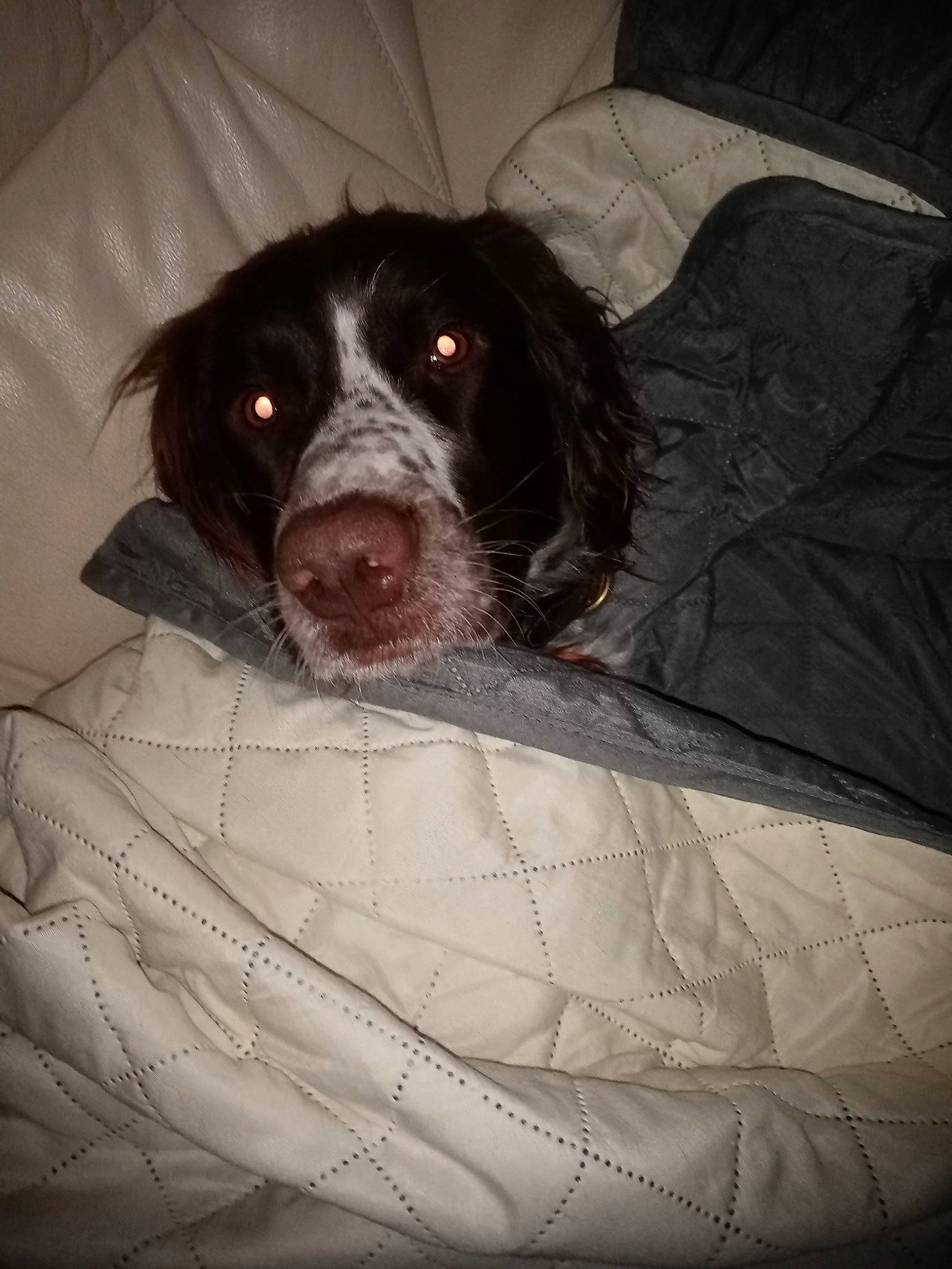 Racine a rejoint le concours — aidez-le/la à gagner de superbes lots ! borador, canidae, carnivore, comfort, companion_dog, dog, dog_breed, dog_supply, fur, guard_dog, gun_dog, linens, liver, retriever, snout, spaniel, sporting_group, terrestrial_animal, whiskers, working_animal