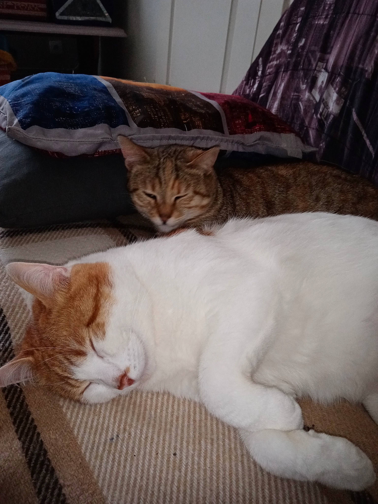 Lys participe au concours pour gagner de l'argent avec cette photo : bedding, carnivore, cat, cat_supply, comfort, domestic_short_haired_cat, fawn, felidae, fur, linens, nap, paw, room, sleep, small_to_medium_sized_cats, snout, tail, terrestrial_animal, whiskers