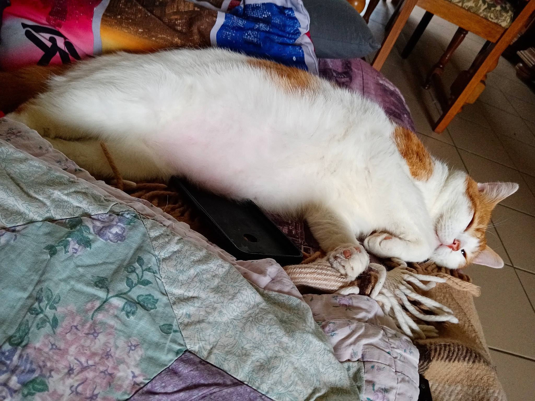 Lys a rejoint le concours — aidez-le/la à gagner de superbes lots ! bed, bed_sheet, bedding, carnivore, cat, chair, comfort, domestic_short_haired_cat, fawn, felidae, fur, linens, nap, pattern, paw, small_to_medium_sized_cats, tail, textile, whiskers, wood