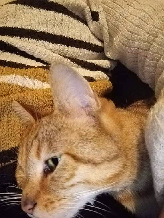 Lys participe au concours pour gagner de l'argent avec cette photo : beige, carnivore, cat, close_up, comfort, domestic_short_haired_cat, fawn, felidae, fur, mammal, pattern, small_to_medium_sized_cats, snout, tail, terrestrial_animal, textile, vertebrate, whiskers, window, wood