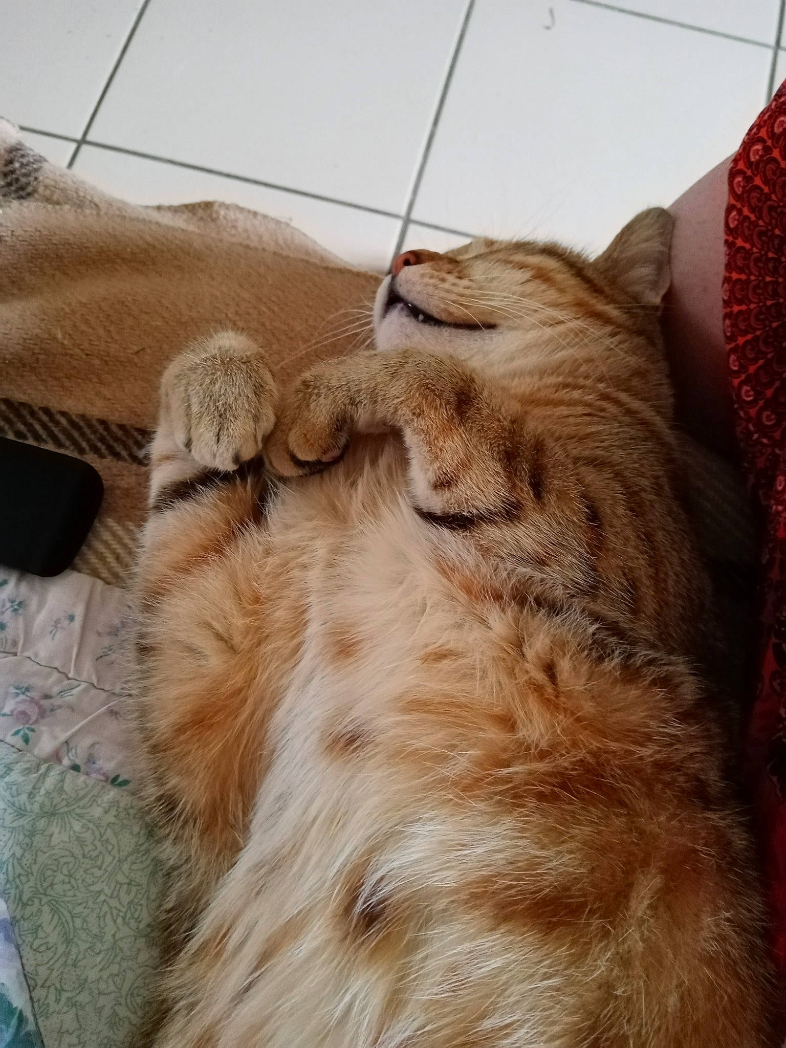 Lys participe au concours pour gagner de l'argent avec cette photo : carnivore, cat, claw, comfort, domestic_short_haired_cat, fawn, felidae, flooring, fur, hardwood, human_leg, nap, paw, small_to_medium_sized_cats, snout, tail, terrestrial_animal, whiskers, window, wood