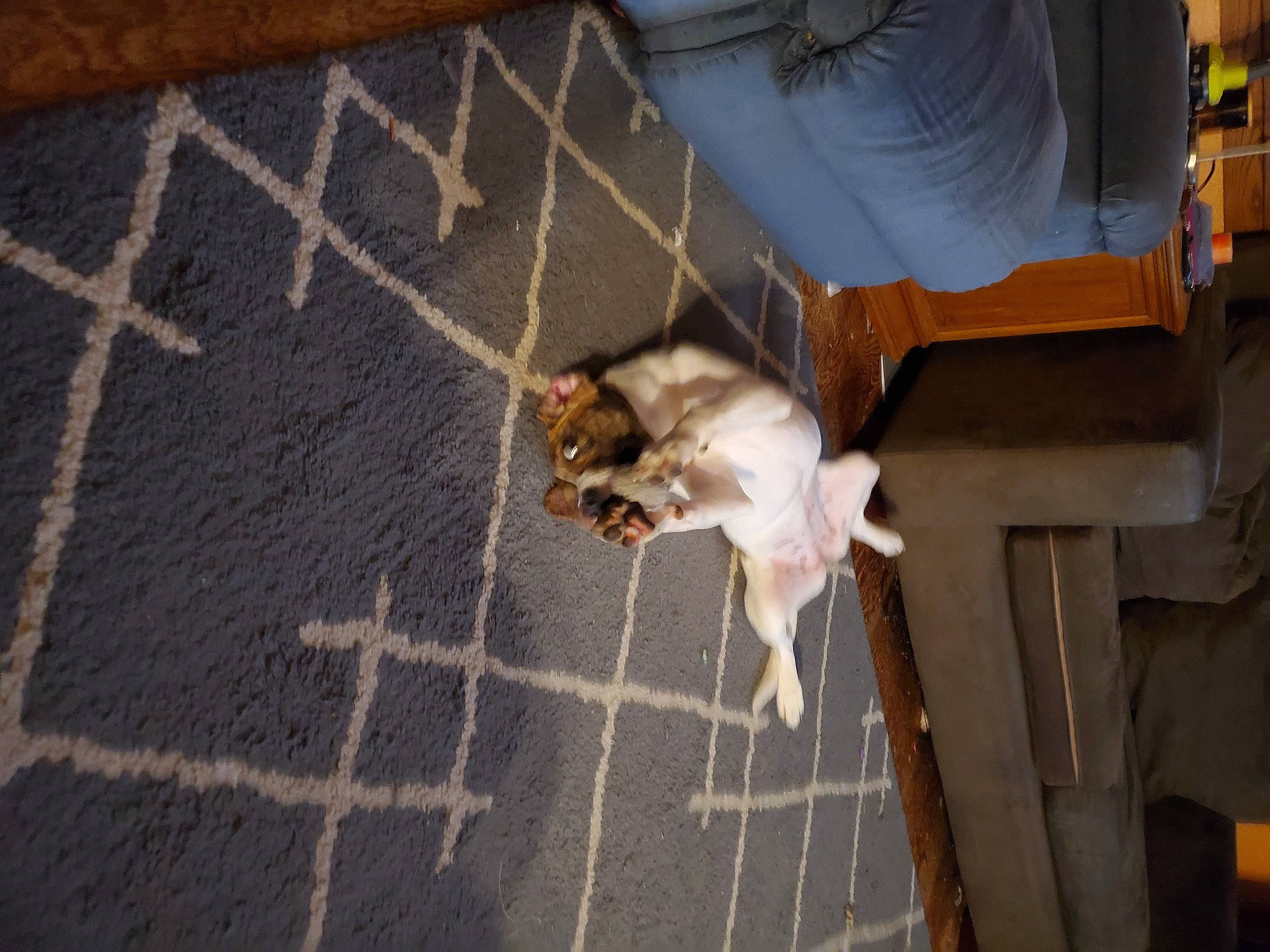 Emma is registered to the contest to win money with this photo: animal_shelter, canidae, carnivore, cat, chair, companion_dog, dog_breed, domestic_short_haired_cat, fawn, felidae, floor, flooring, fur, hardwood, pet_supply, small_to_medium_sized_cats, sporting_group, tail, whiskers, wood