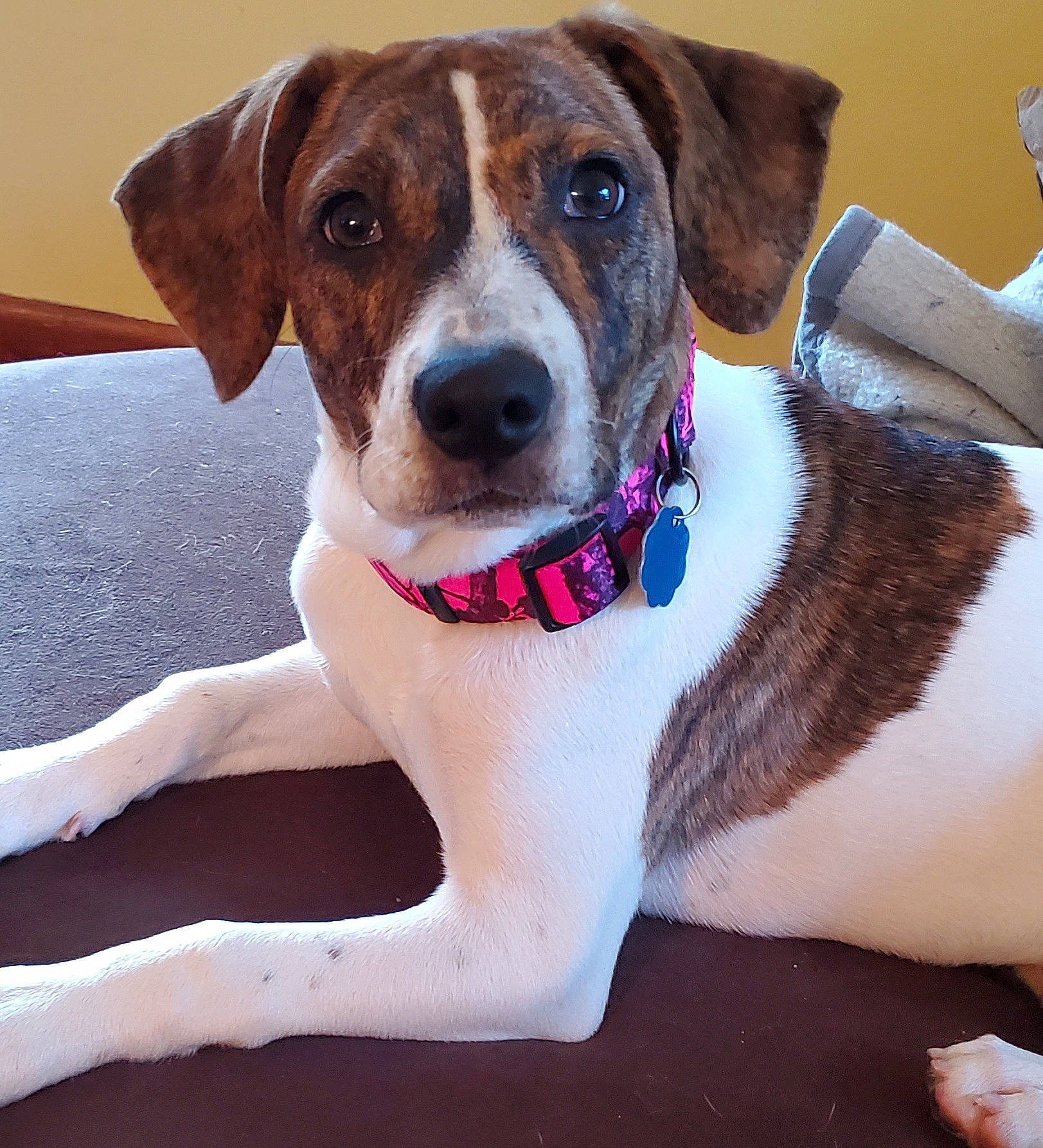 Emma is registered to the contest to win money with this photo: carnivore, collar, comfort, companion_dog, dog, dog_breed, dog_collar, dog_supply, fawn, leash, pet_supply, snout, sporting_group, strap, whiskers, working_animal