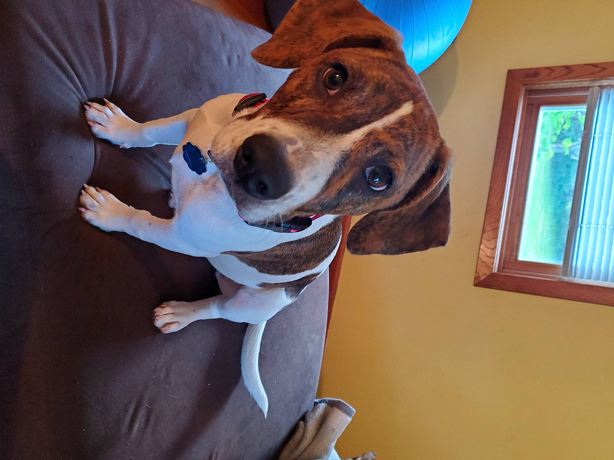 Emma is registered to the contest to win money with this photo: canidae, carnivore, collar, companion_dog, dog, dog_breed, dog_collar, dog_supply, ear, fawn, fedora, jaw, leash, picture_frame, snout, sporting_group, whiskers, window, window_blind, working_animal