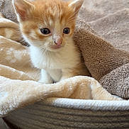 Milo a rejoint le concours — aidez-le/la à gagner de superbes lots ! kitten, cat, orange_cat, white_cat, blanket, basket, cozy, soft_texture, fur, pet, animal, cute, small, young, indoor, resting, curious, eyes, ears, whiskers