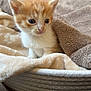 kitten, cat, orange_cat, white_cat, blanket, basket, cozy, soft_texture, fur, pet, animal, cute, small, young, indoor, resting, curious, eyes, ears, whiskers