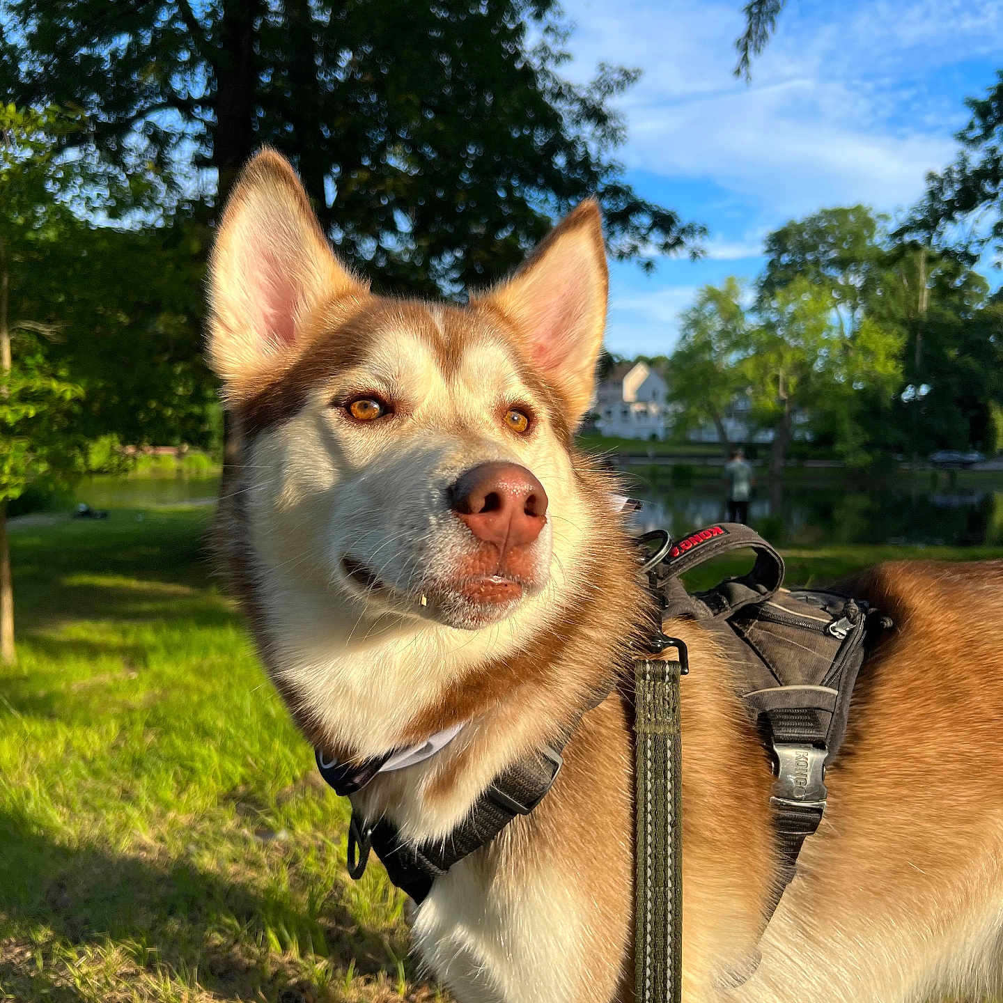 Odin is registered to the contest to win money with this photo: accessories, animal, canine, dog, eskimodog, grass, harness, husky, leash, nature, outdoors, person, pet, plant, policedog, puppy, snout, strap, tree, treetrunk