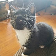 Boots is registered to the contest to win money with this photo: black_cat, carnivore, cat, cloud, ear, felidae, fur, kitten, norwegian_forest_cat, sitting, sky, small_to_medium_sized_cats, tail, whiskers