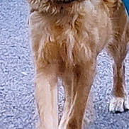 Wilson joined the competition — help win amazing prizes! animal, canine, collar, cute, daytime, dog, domestic, fur, golden_retriever, happy, leash, mouth, nature, outdoor, pavement, pet, plastic_bottle, playful, retriever, walking