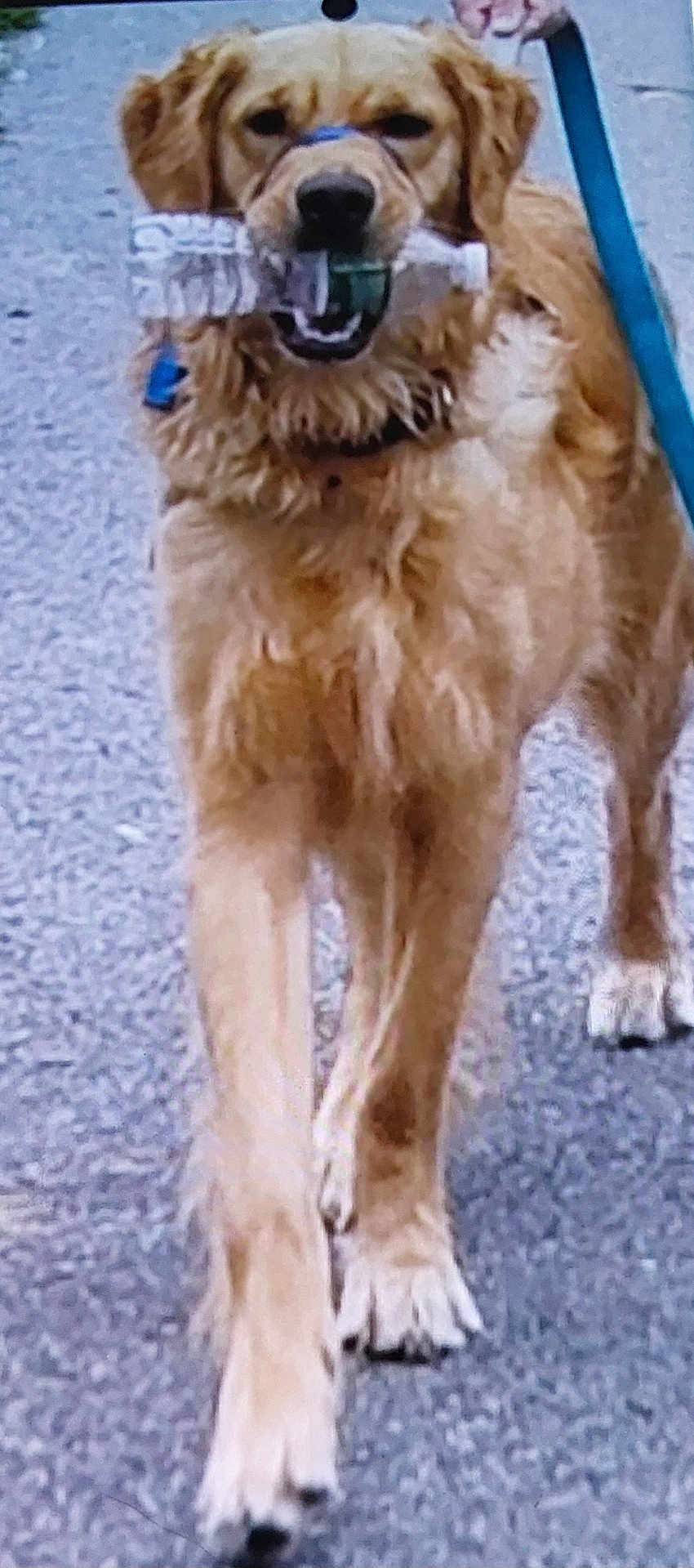 Wilson