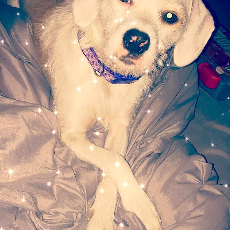 Karma joined the competition — help win amazing prizes! canidae, carnivore, companion_dog, dog, dog_breed, fawn, golden_retriever, labrador_retriever, puppy, retriever, sporting_group
