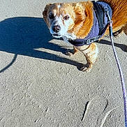 Chase a rejoint le concours — aidez-le/la à gagner de superbes lots ! accessories, animal, bag, canine, clothing, cockerspaniel, dog, goldenretriever, handbag, harness, hound, leash, lifejacket, pet, puppy, slate, strap, summer, terrier, vest