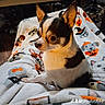 dog, chihuahua, blanket, pattern, halloween, costume, indoor, pet, small_dog, fur, ears, eyes, sitting, cozy, home, furniture, shoes, floor, cute, animal