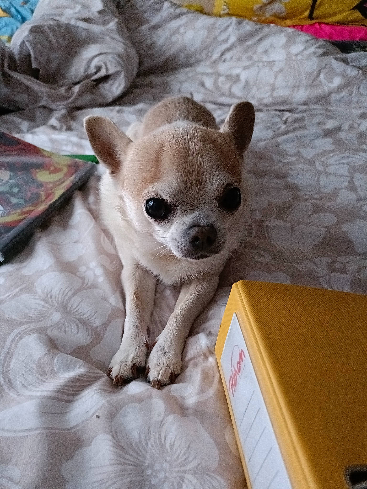 Ourson participe au concours pour gagner de l'argent avec cette photo : box, canidae, carnivore, carton, chihuahua, comfort, companion_dog, dog, dog_breed, dog_supply, fawn, fur, linens, packaging_and_labeling, shipping_box, snout, terrestrial_animal, toy_dog, whiskers, working_animal