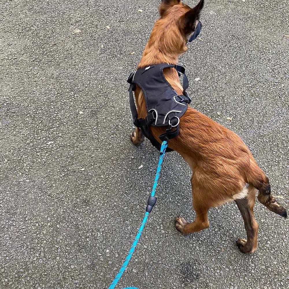 Noisette a rejoint le concours — aidez-le/la à gagner de superbes lots ! accessories, animal, canine, dog, leash, person, pet, policedog, strap, walkingdog