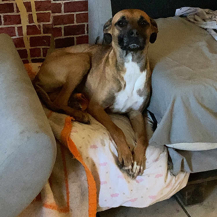 Kiara