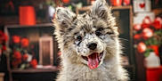 Luna participe au concours pour gagner de l'argent avec cette photo : dog, puppy, close_up, tongue_out, happy, portrait, fluffy, ears, whiskers, nose, indoor, bokeh, flowers, vase, red, decor, domestic_animal, adorable, pet, fur