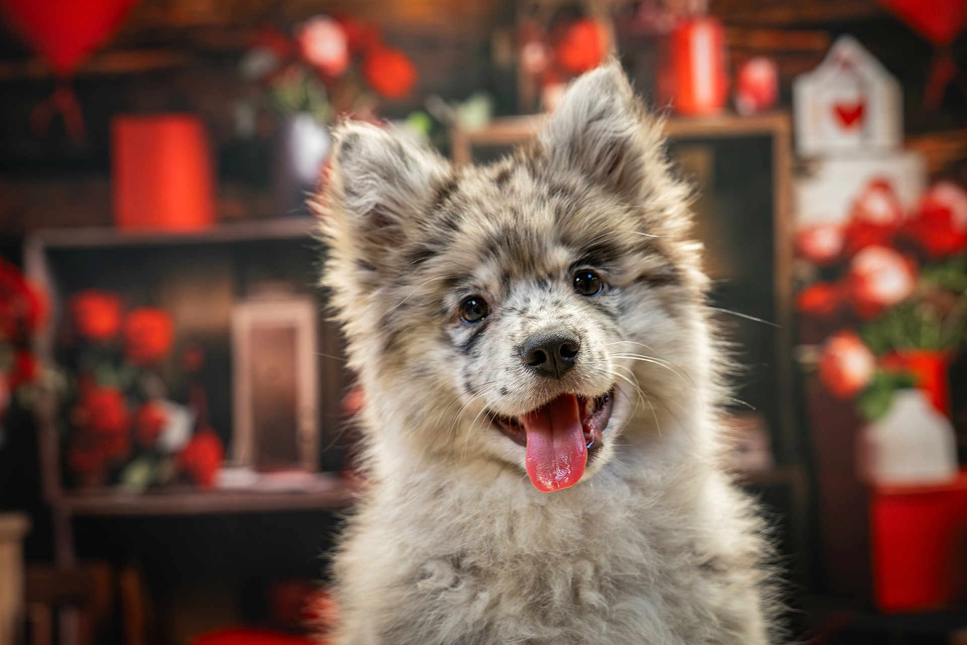 Luna participe au concours pour gagner de l'argent avec cette photo : dog, puppy, close_up, tongue_out, happy, portrait, fluffy, ears, whiskers, nose, indoor, bokeh, flowers, vase, red, decor, domestic_animal, adorable, pet, fur