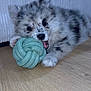 puppy, dog, playful, toy, ball, wooden_floor, indoor, pet, cute, fluffy, speckled, lying_down, chewing, animal, young, fur, closeup, home, background, striped
