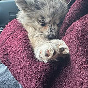 Luna a rejoint le concours — aidez-le/la à gagner de superbes lots ! puppy, sleeping, cozy, blanket, maroon, furry, paw, pet, animal, cute, snug, indoors, resting, soft, small, adorable, companion, warm, comfort, relaxation